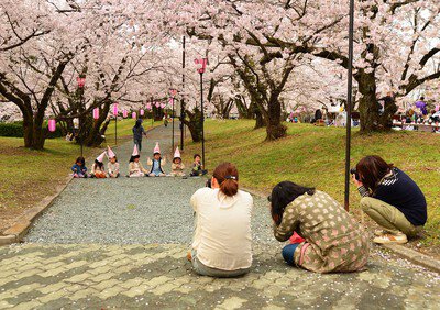 すすきヶ原入野公園の桜