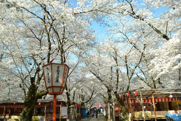 【桜・見ごろ】平野神社