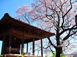 【桜・見ごろ】桜堂のひょうたん桜