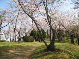 四万十川花紀行　為松公園桜