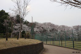 少し離れたところから見える背の高い桜