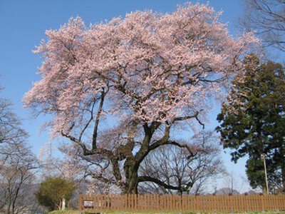 沼田公園(沼田城址)の桜