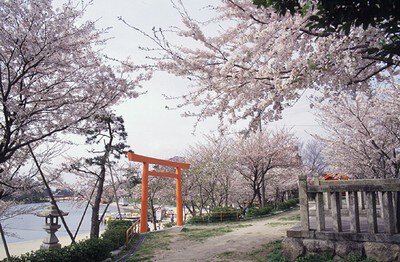 【桜・見ごろ】天王川公園