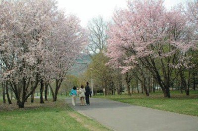 【桜・見ごろ】北海道立真駒内公園