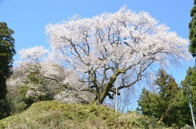 【桜・見ごろ】金山城山桜