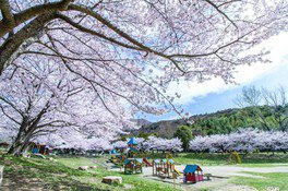 鹿島・扇平自然公園の桜