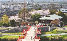 【桜・見ごろ】清洲古城跡公園