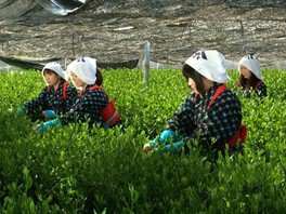 2023年一番茶茶摘み体験と抹茶工場見学