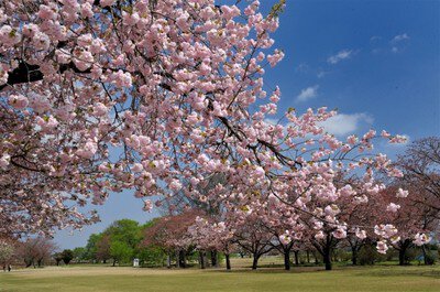 【桜・見ごろ】天平の丘公園