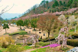 【桜・見ごろ】神山森林公園イルローザの森