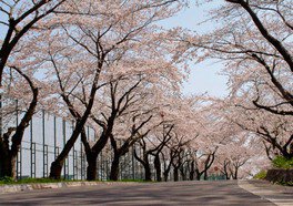 【桜・見ごろ】大野川沿いの桜並木