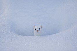 渡辺浩徳写真展「Wildlife～大雪山より～」
