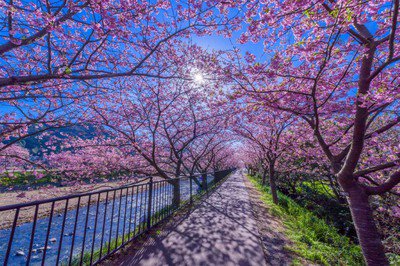 河津桜が見られる静岡県の人気桜名所