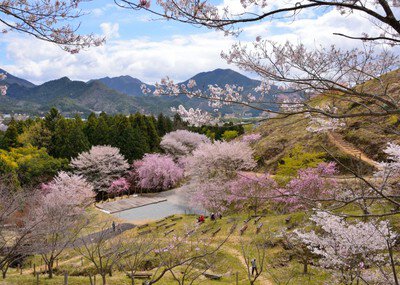 かみかわ桜の山「桜華園」開園