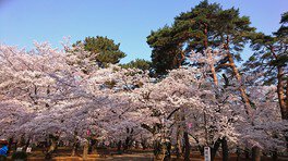 大宮公園の桜