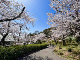 園内ではさまざまな色合いの桜の花を堪能できる
