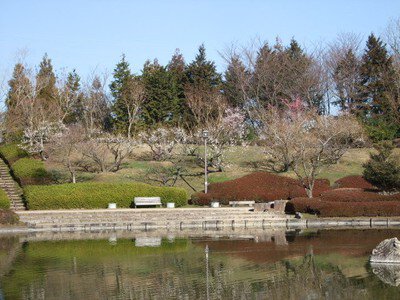 【花・見ごろ】びわこ文化公園の梅