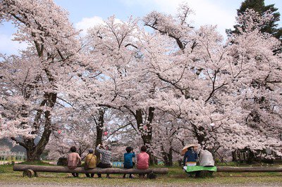 清滝小学校の桜