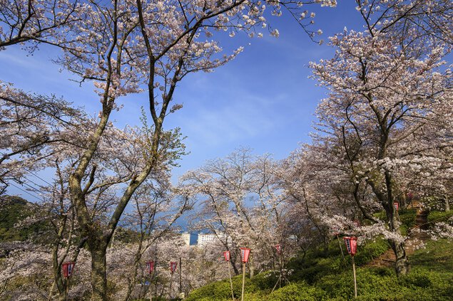 【桜・見ごろ】とけん山公園