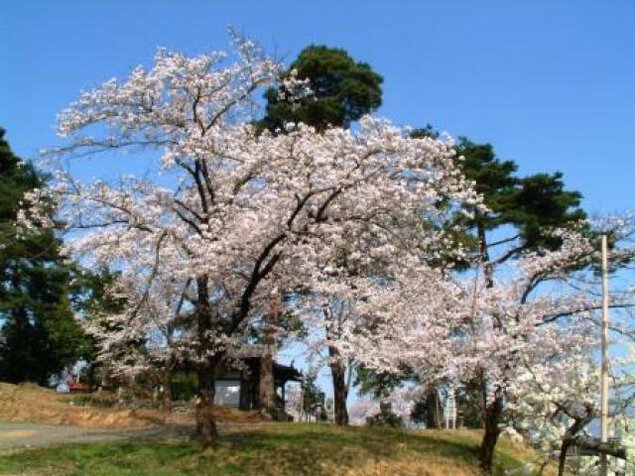 【桜・見ごろ】熊野神社（秋山光朝館跡）