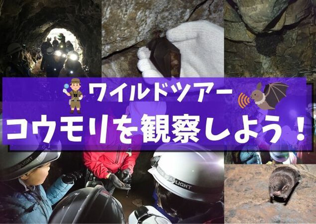 ワイルドツアー　隧道探検＋コウモリに会いに行こう！（4月）