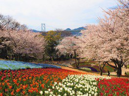 足元に広がる色とりどりの花と頭上の桜のコラボレーション