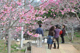 八重瀬公園の桜