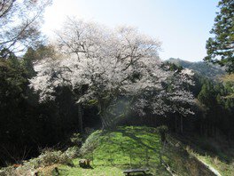 金谷城山桜まつり