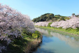 勝間田川沿いの桜