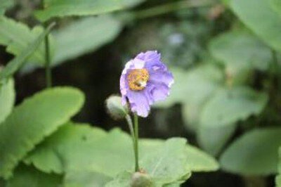 【花・見ごろ】上林森林公園　ヒマラヤの青いケシ