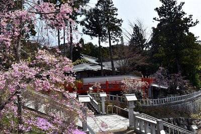 呑山観音寺の桜