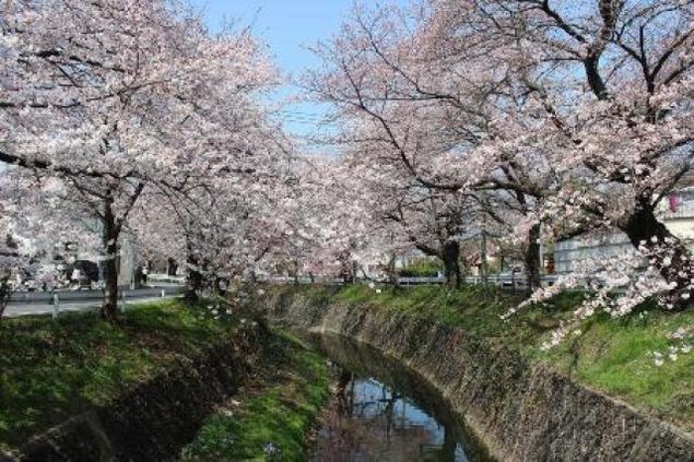 【桜・見ごろ】東川沿いの桜並木