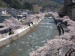 温海川の清流とのコントラストが美しい河畔の桜並木