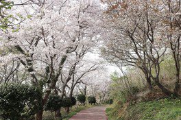 【桜・見ごろ】草山公園