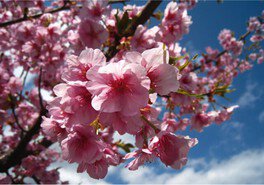 【桜・見ごろ】滋賀農業公園ブルーメの丘