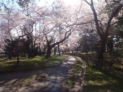 合浦公園の桜