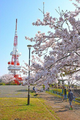 高麗山公園(湘南平)の桜