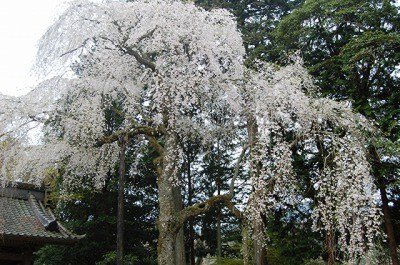 【桜・見ごろ】報本寺のシダレザクラ