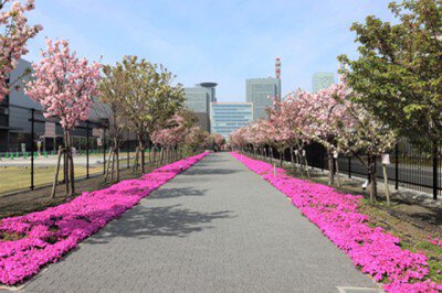 造幣局さいたま支局　桜のさんぽ道