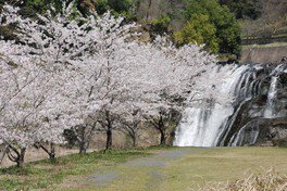 【桜・見ごろ】龍門の滝（滝水辺公園）