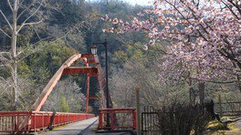 【桜・見ごろ】滝の上公園