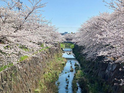 山崎川四季の道の桜