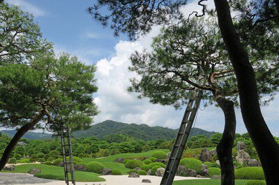 夏の日本庭園「赤松の剪定」