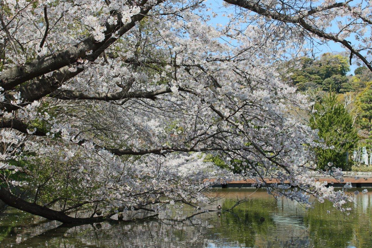 神奈川県の「庭園・神社」にある桜名所・お花見2022 ｜ ウォーカープラス