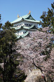 名古屋城と満開の桜のコラボレーションが楽しめる