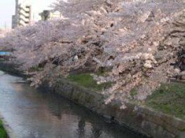 【桜・見ごろ】清水川