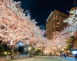 ARK HILLS 桜のライトアップ 2024