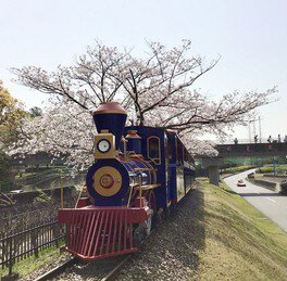 満開の桜の中をおとぎ列車が走る