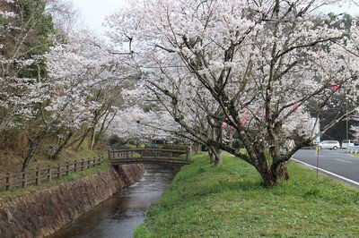 相原公園の桜
