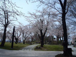 公園中の桜が一気に開花し、見応え抜群